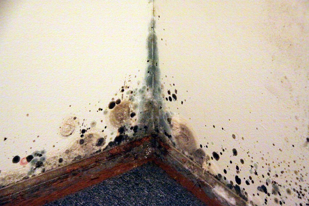 Mold Removal Long Island – Analysis and Information