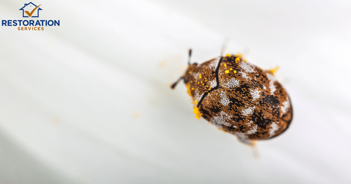 Carpet Beetle – How soon should you get rid of beetle in your home?