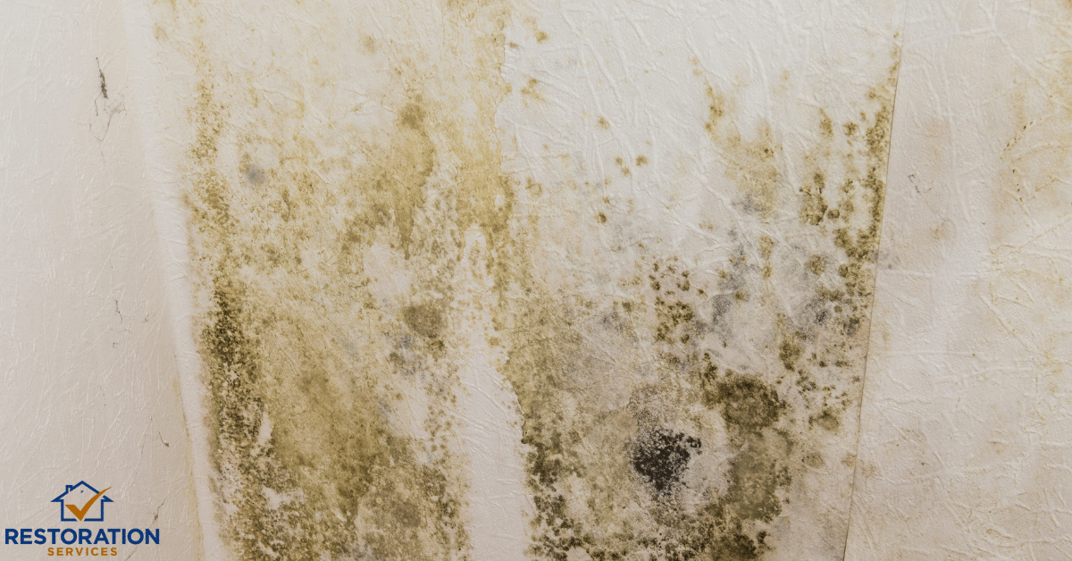 Mildew vs Mold: Everything you need to know about Mold